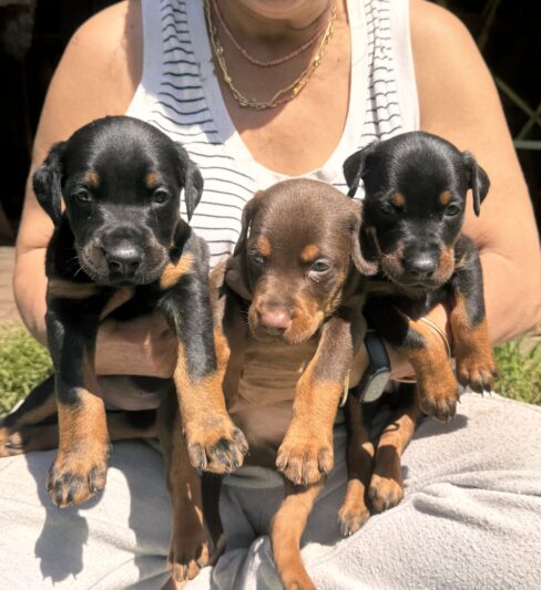 גורי דוברמן מדהימים