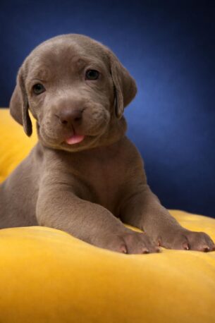 גורי ויימרנר