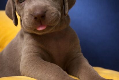 גורי ויימרנר