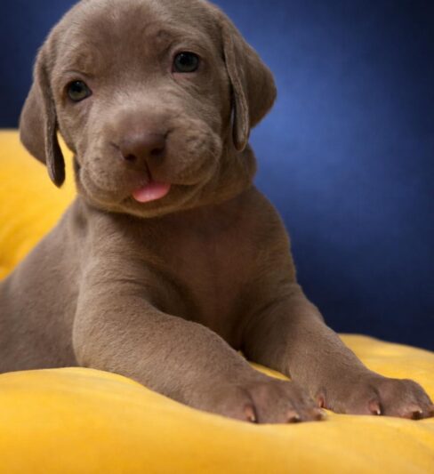 גורי ויימרנר