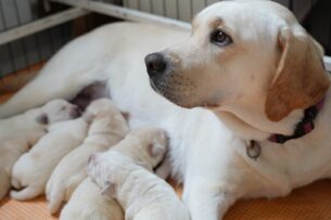 גורי לברדור מתועדים