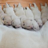 u5331-WhatsApp-Image-2026-04-11-at-20.45.04-4