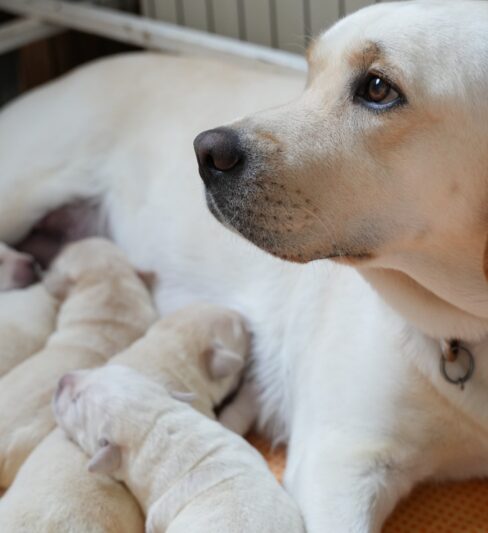 גורי לברדור מתועדים