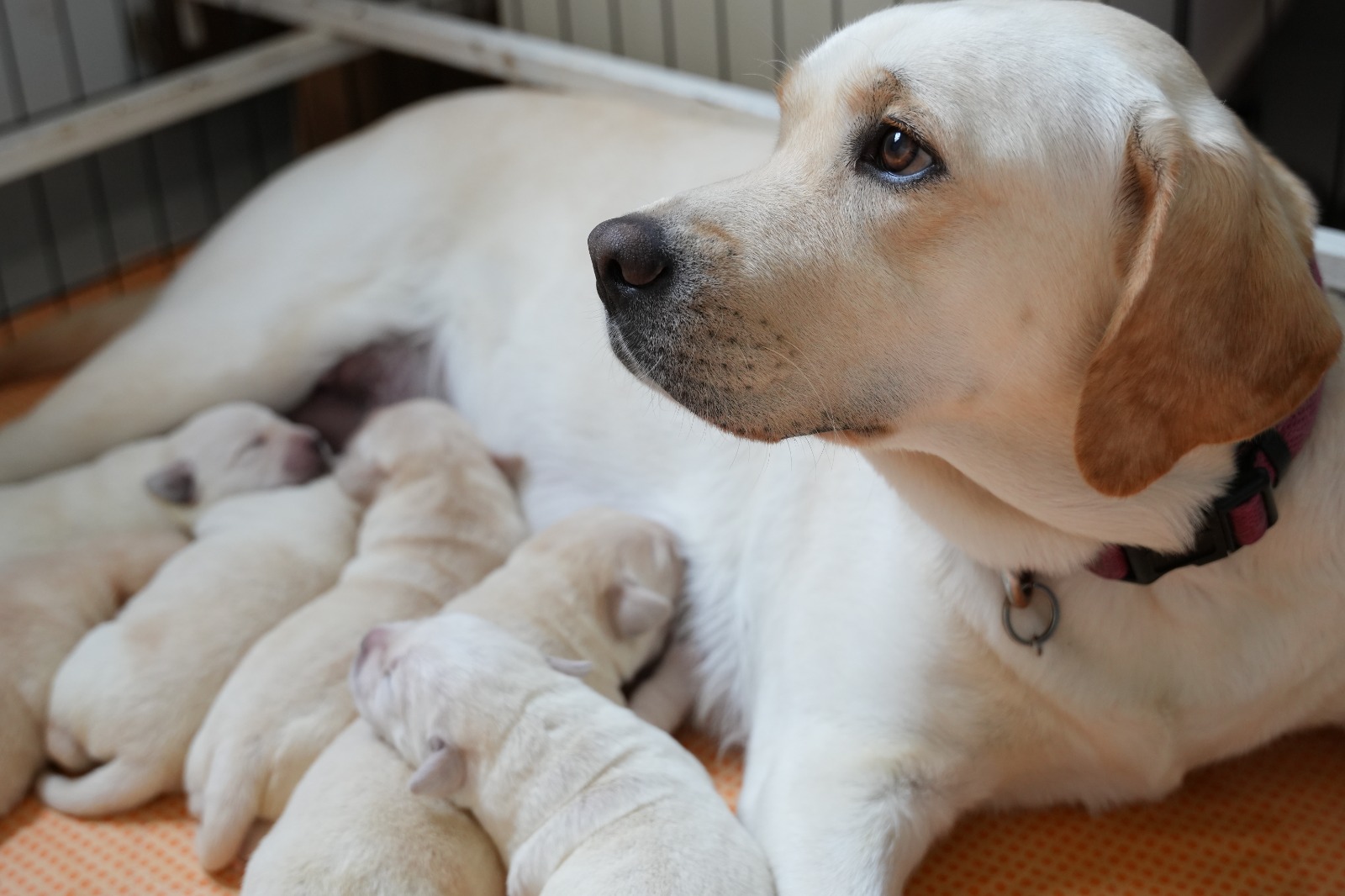 גורי לברדור מתועדים