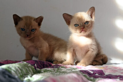גורי בורמזי BURMESE KITTENS