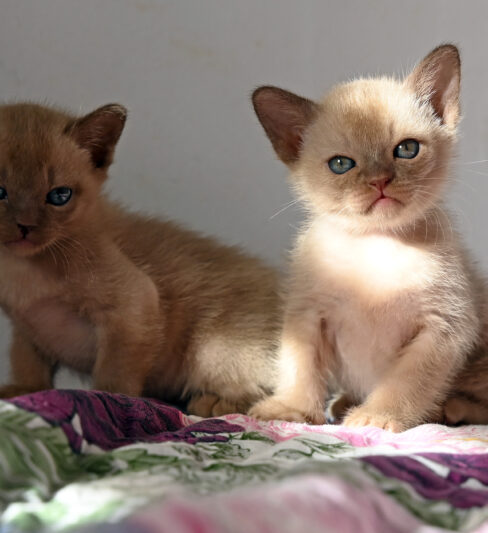 גורי בורמזי BURMESE KITTENS
