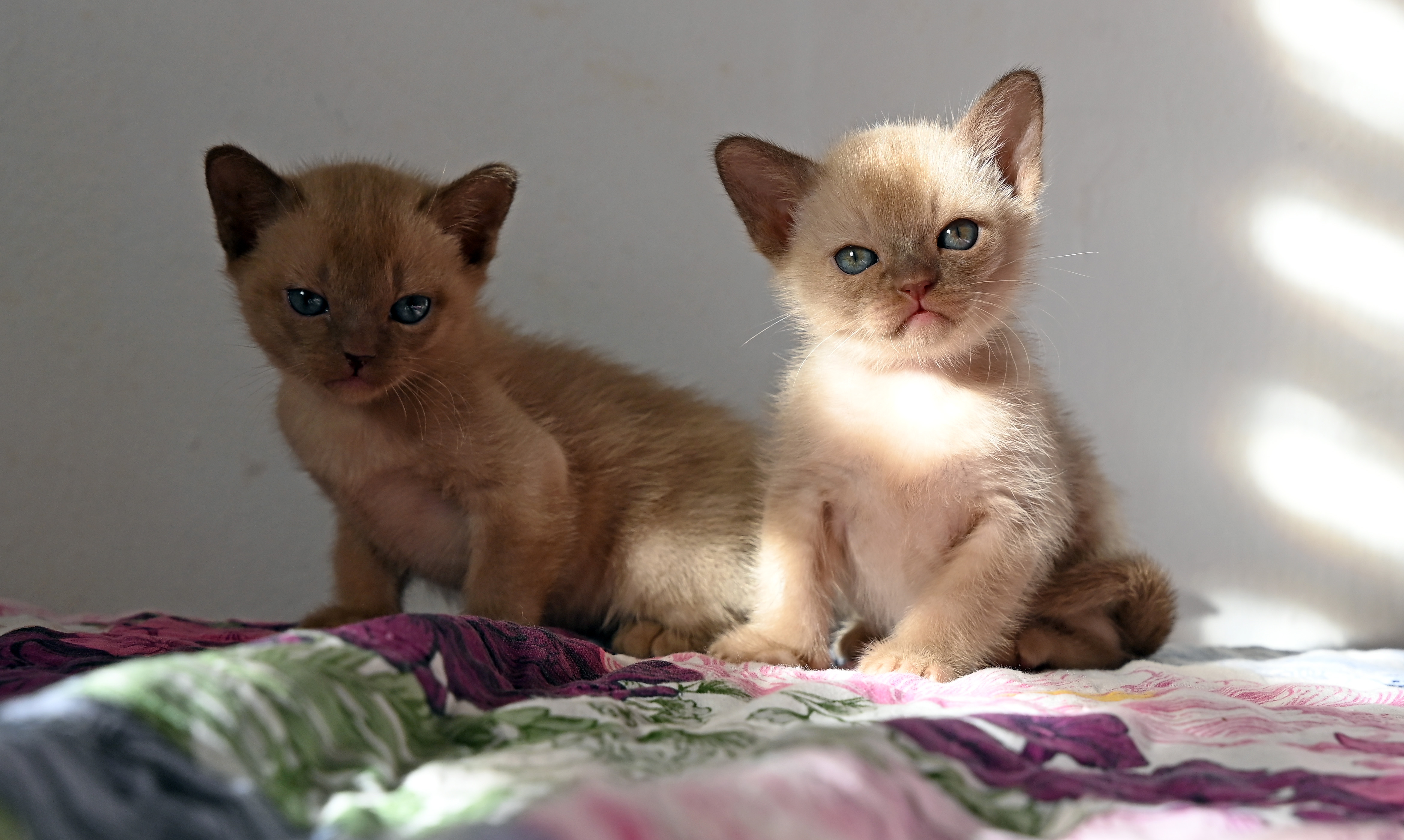 גורי בורמזי BURMESE KITTENS