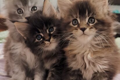 גורי מיין קון