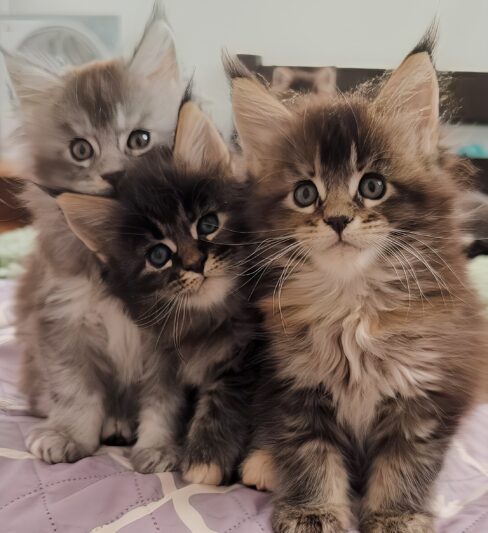 גורי מיין קון