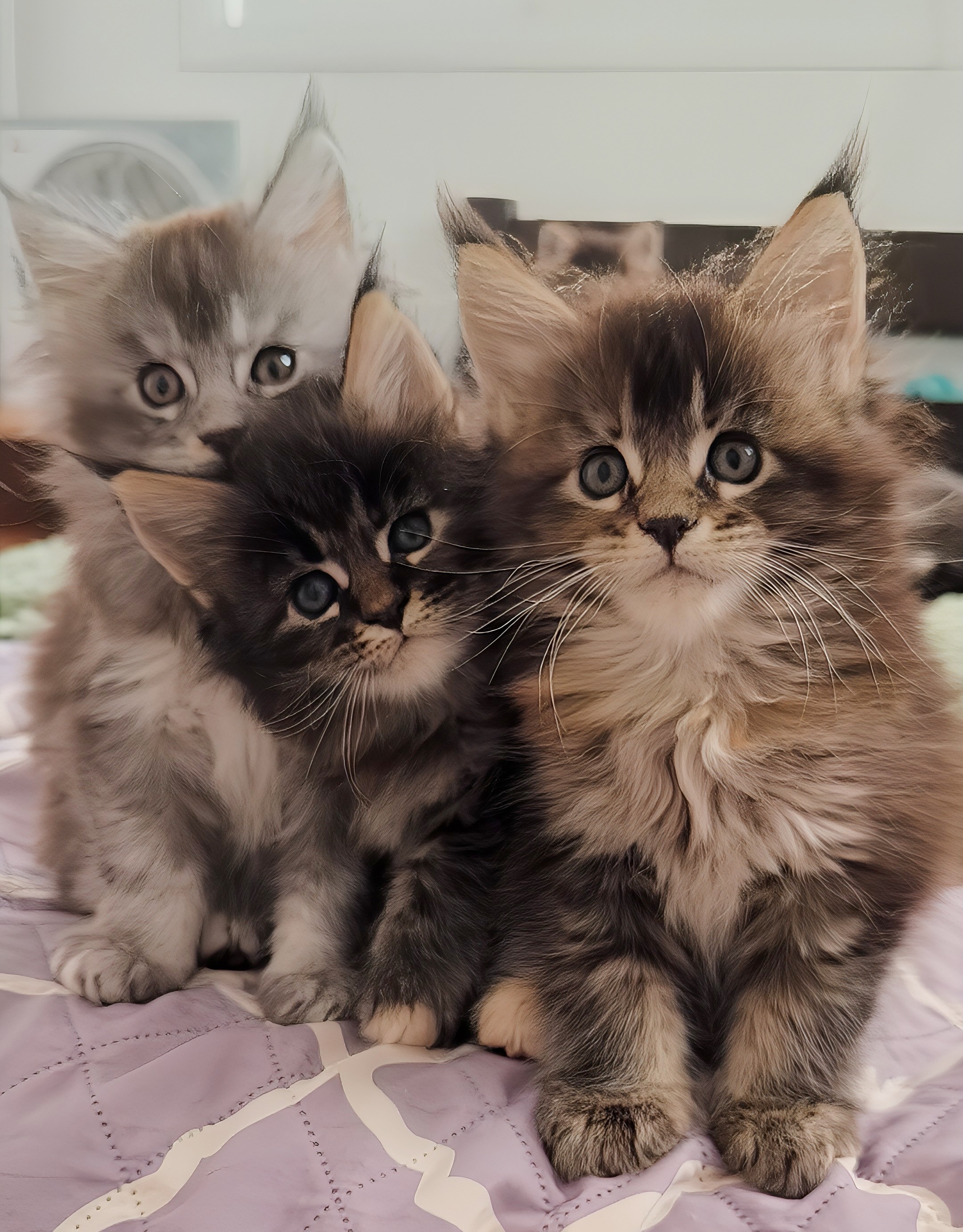 גורי מיין קון