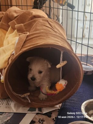 West Highland White terrier