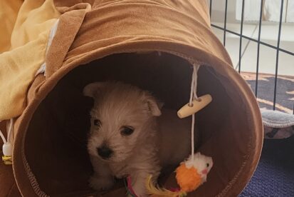 West Highland White terrier