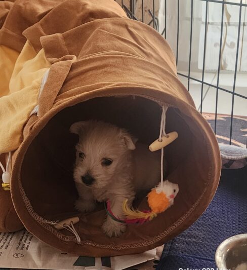 West Highland White terrier