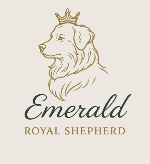 ברקת – Emerald royal shepherd