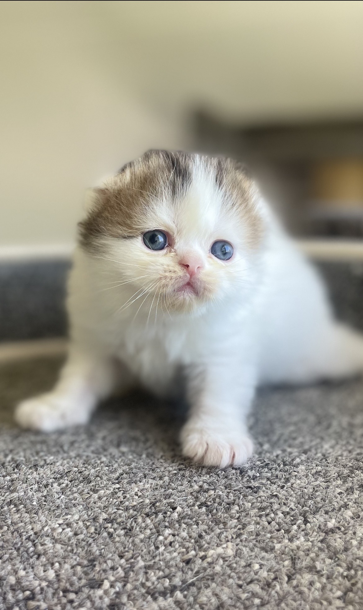 סקוטי פולד זכר מהמם
