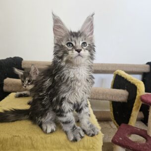 Котята Мейн кун