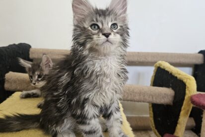 Котята Мейн кун
