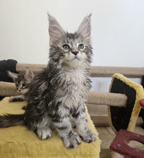 Котята Мейн кун