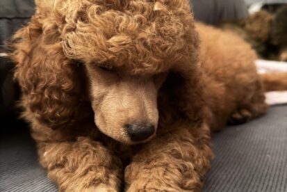 Toy poodle