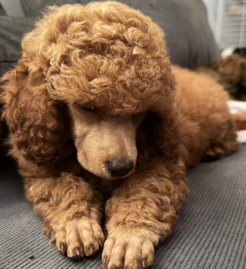 Toy poodle