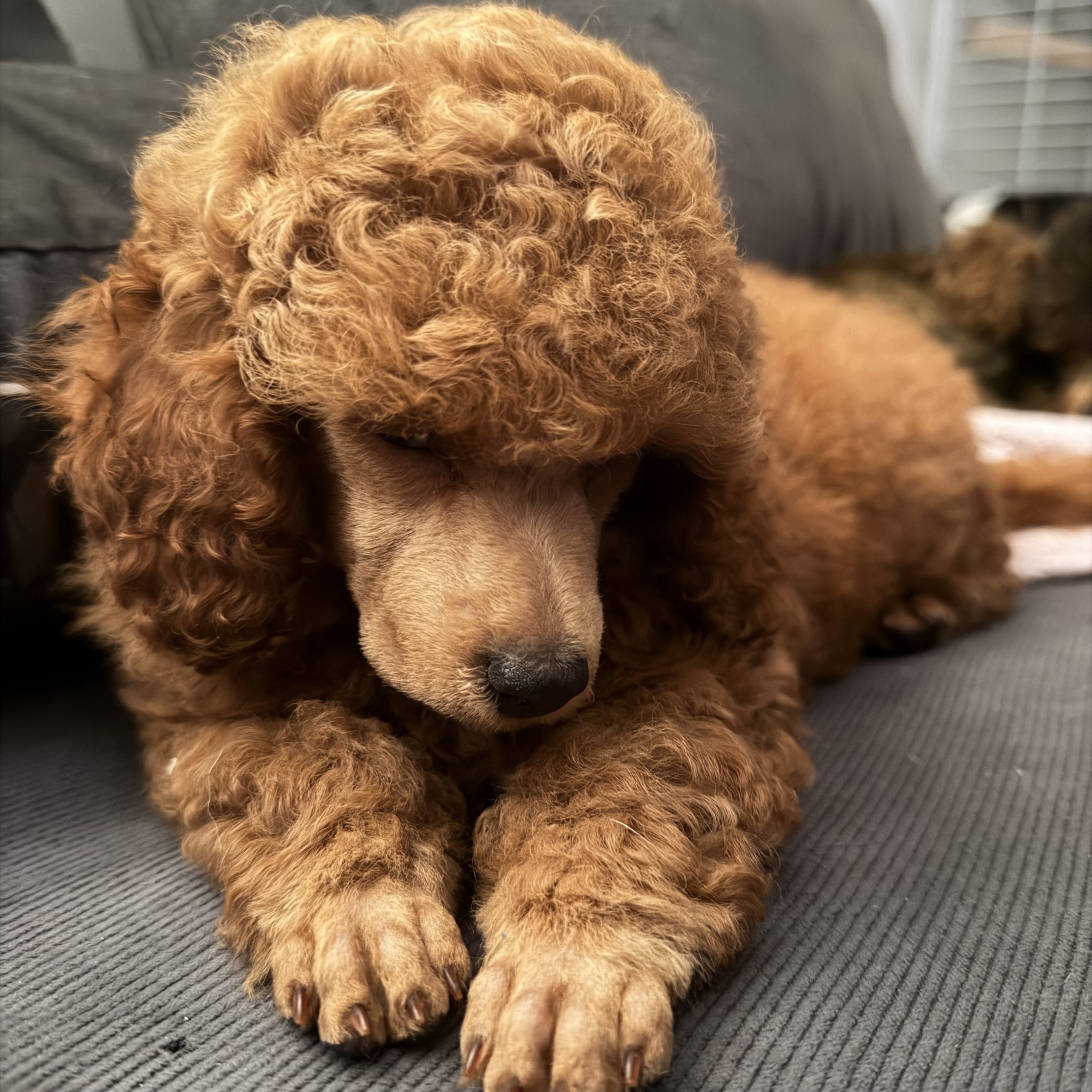 Toy poodle