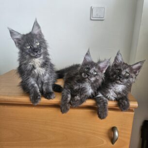 Котята Мейн кун