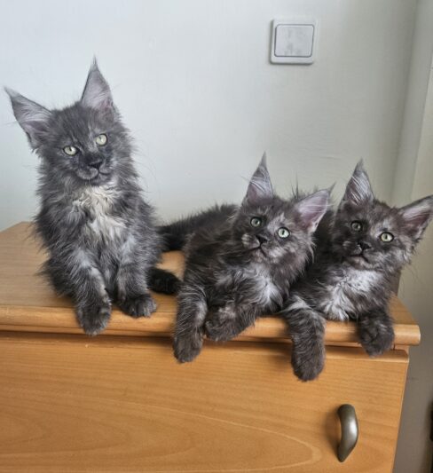 Котята Мейн кун