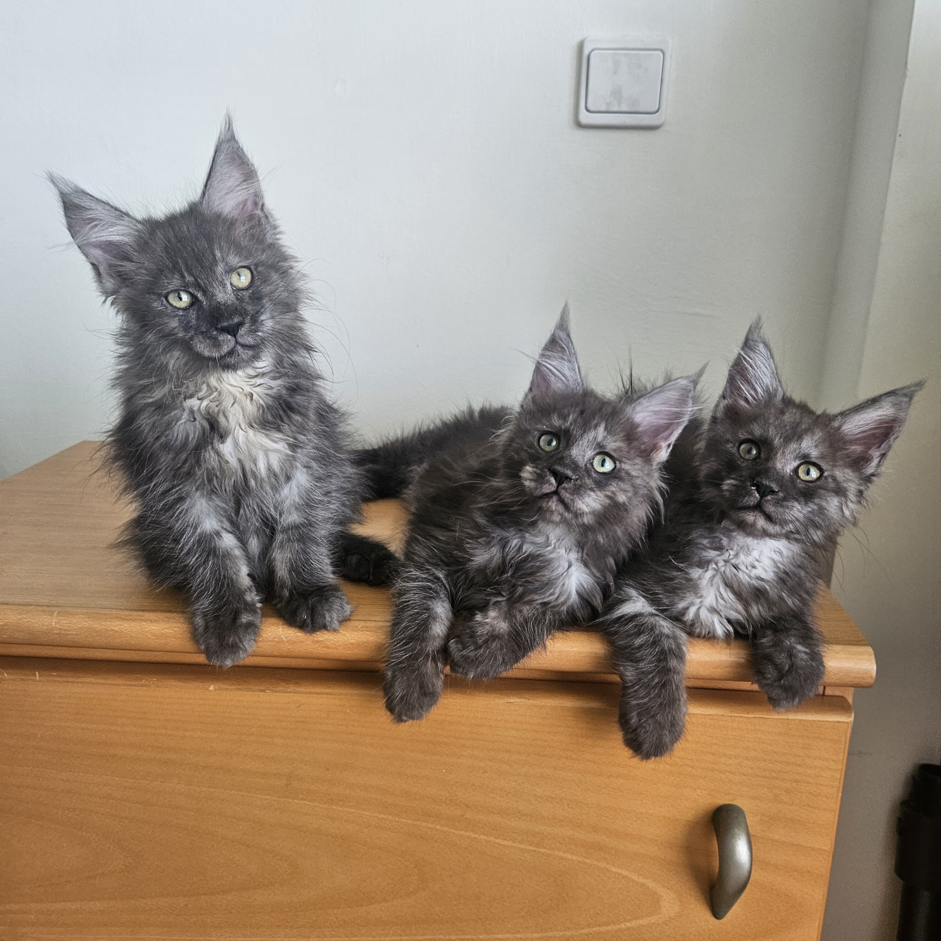 Котята Мейн кун