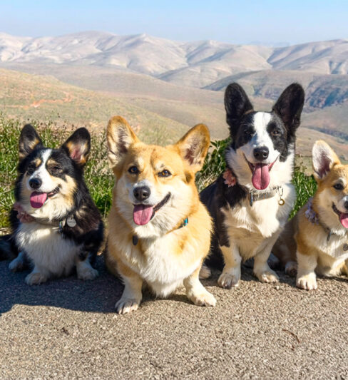 Holy Paws Welsh Corgi Kennel