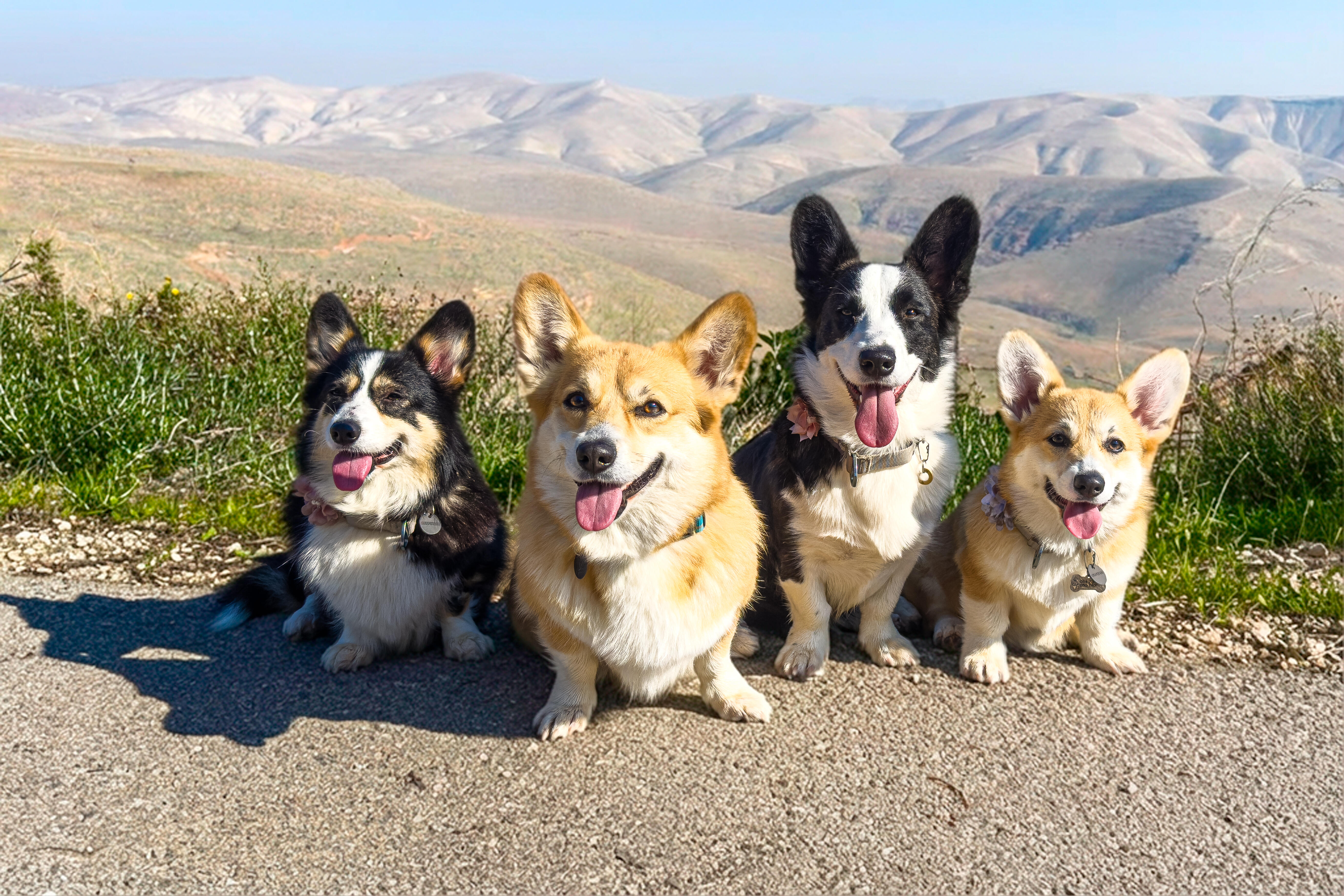 Holy Paws Welsh Corgi Kennel