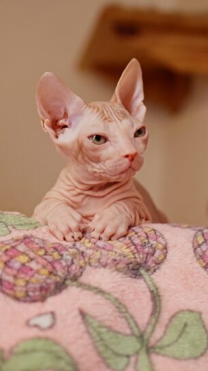 Donskoy Sphinx