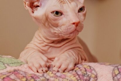 Donskoy Sphinx