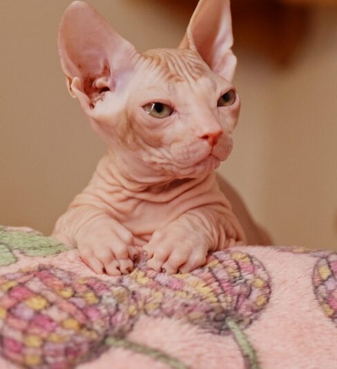 Donskoy Sphinx