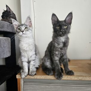Котята Мейн кун