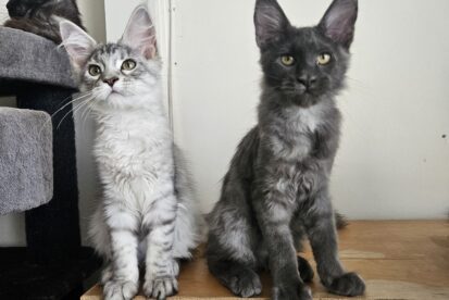 Котята Мейн кун