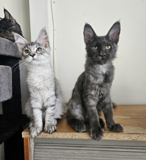Котята Мейн кун
