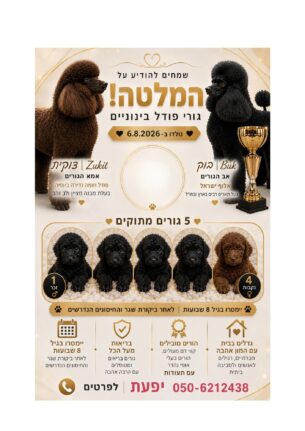 גורי פודל בינוני מתועדים למכירה