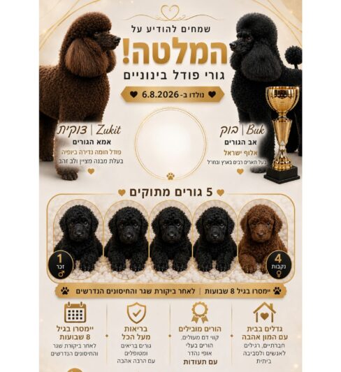 גורי פודל בינוני מתועדים למכירה