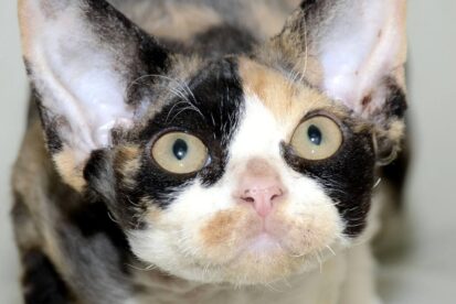 DEVON REX KITTENS