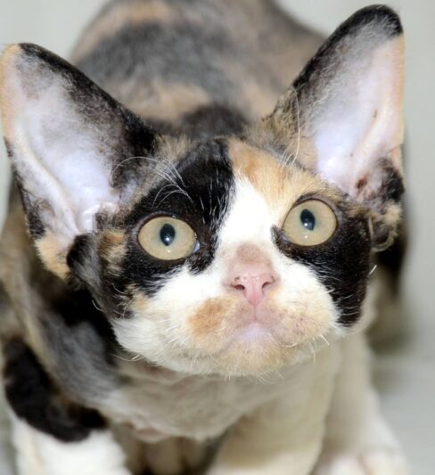 DEVON REX KITTENS
