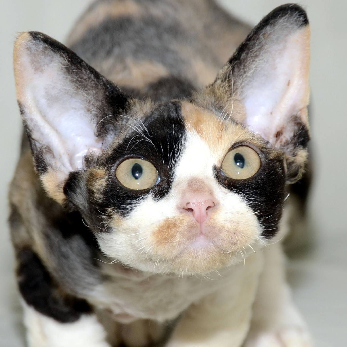 DEVON REX KITTENS