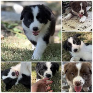 גורי בורדר קולי עם תעודות למכירה 🐶