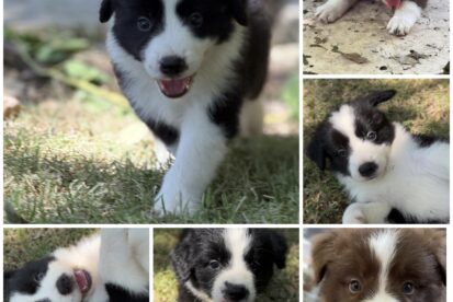 גורי בורדר קולי עם תעודות למכירה 🐶