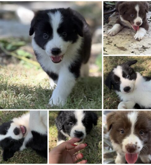 גורי בורדר קולי עם תעודות למכירה 🐶