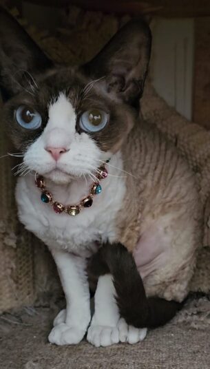DEVON REX KITTENS