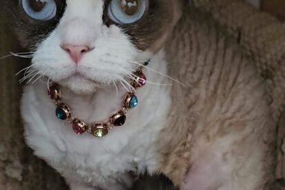 DEVON REX KITTENS