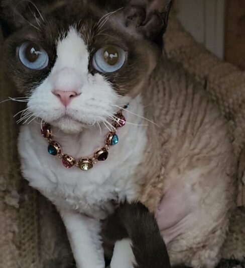 DEVON REX KITTENS