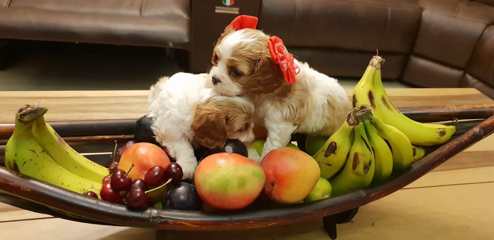 גור קינג צארלס . עם תעודות כולל הנפקת תעודה של ההתאחדות לכלבנות