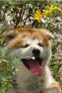 פט-פיינדר-מחבק-את-מועדון-כלבי-גזע-השפיץ-1-300x188