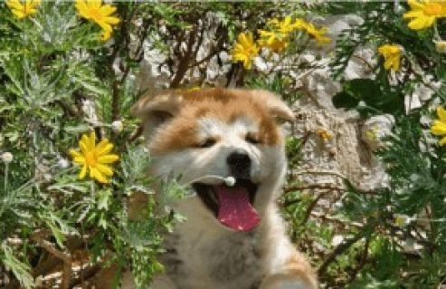 פט-פיינדר-מחבק-את-מועדון-כלבי-גזע-השפיץ-1-300x188